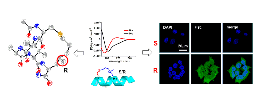 Lizigang Group has made important progress on‘chirality induced helicity’strateg