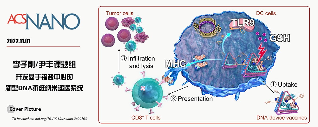 李子刚/尹丰课题组在国际知名期刊ACS nano上发表重要工作：基于锍盐中心的DNA折纸纳米递送系统用于肿瘤免疫治疗